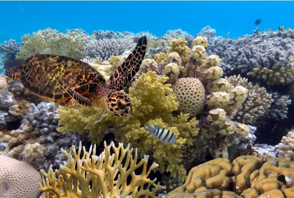 Great Barrier Reef – March 25 – April 5, 2025