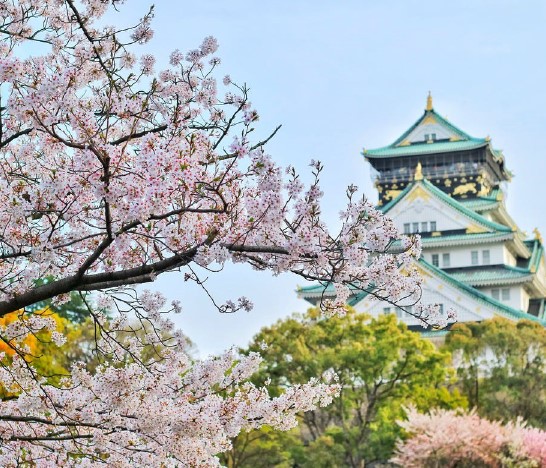 Japanese Cherry Blossom Cruise-March 28-April 9, 2024