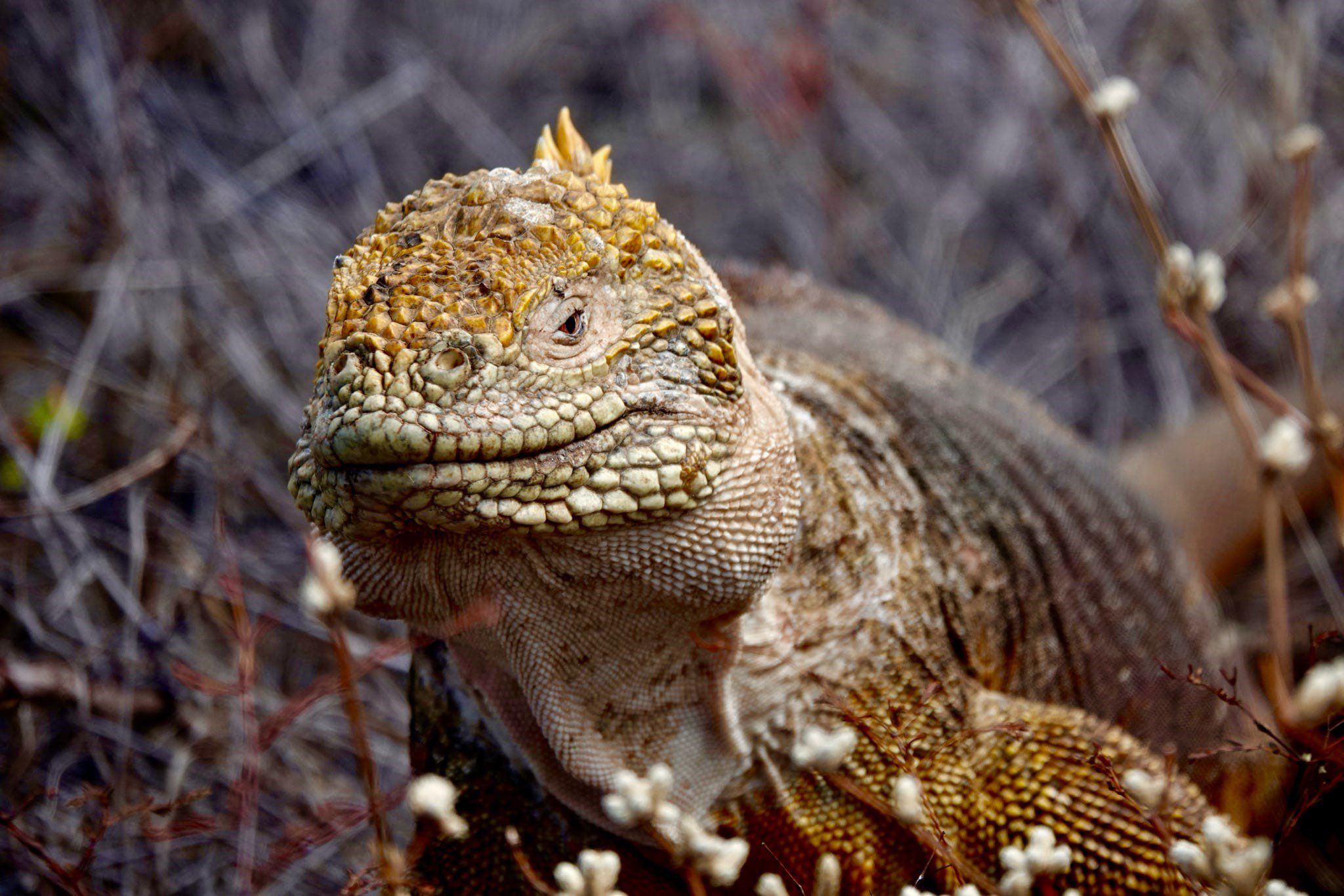 Quito & the Galapagos Islands – October 22 – November 2, 2026