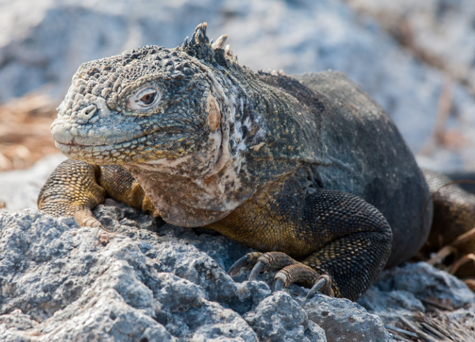 Quito & the Galapagos Islands – October 22 – November 2, 2026