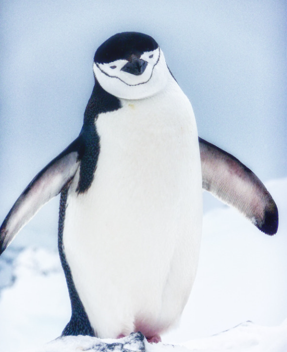Antarctica – January 29 – February 10, 2028